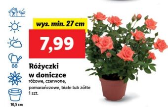 Lidl Różyczki w doniczce 27 cm białe oferta