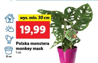 Lidl Monstera monkey mask 30 cm oferta