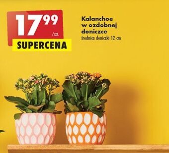 Biedronka Kalanchoe oferta