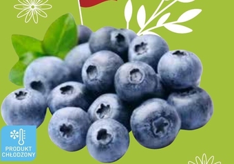 ALDI Borówka amerykańska aldi oferta