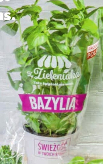 Netto Bazylia w doniczce oferta