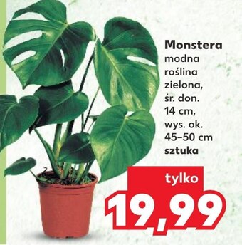 Kaufland Monstera oferta