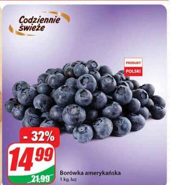 Dino Borówka amerykańska oferta