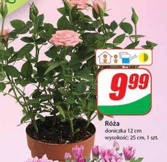 Dino Róża 12 cm oferta