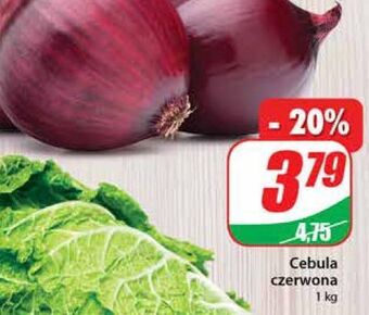 Dino Cebula czerwona oferta