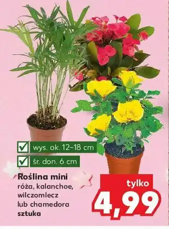 Kaufland Wilczomlecz mini w doniczce 6 cm 1 SZT oferta