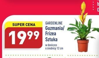 ALDI Frizea don. 12 cm garden line oferta