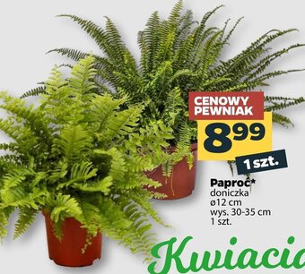 Netto Paproć oferta