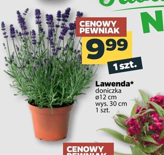 Netto Lawenda oferta
