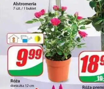 Dino Róża doniczka oferta