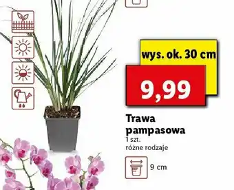 Lidl Trawa pompasowa 30 cm 1 SZT oferta