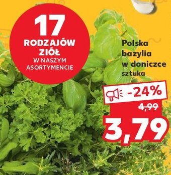 Lidl Bazylia w doniczce 1 SZT oferta