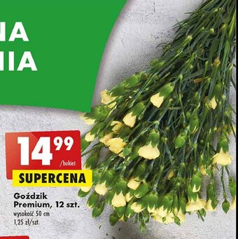 Biedronka Goździki premium 50 cm oferta