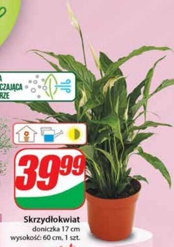 Dino Skrzydłokwiat don. 17 cm oferta