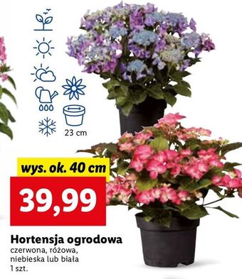 Lidl Hortensja ogrodowa biała oferta