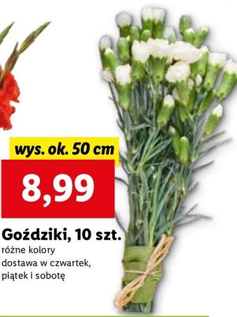 Lidl Goździki oferta
