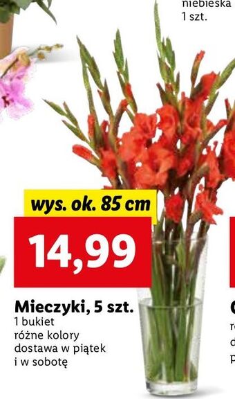 Lidl Mieczyki bukiet oferta