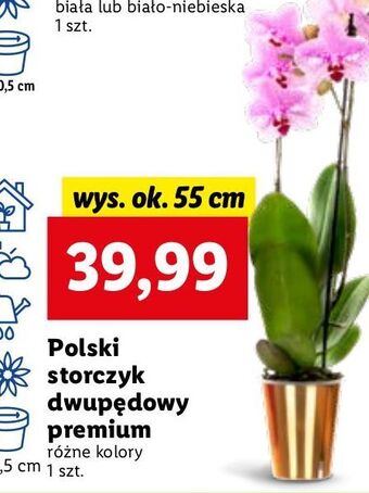 Lidl Storczyk dwupędowy oferta