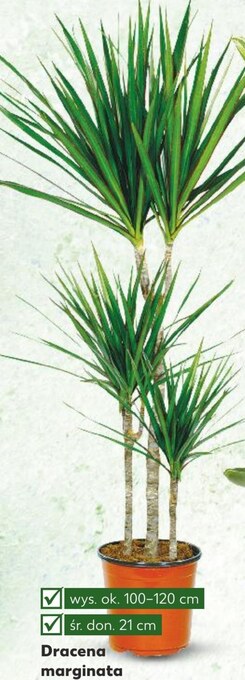 Kaufland Dracena oferta