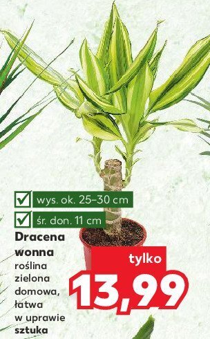 Kaufland Dracena wonna don. 11 cm oferta