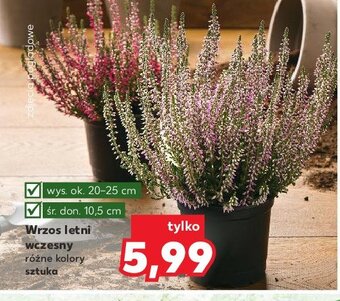 Kaufland Wrzos don. 10.5 cm oferta