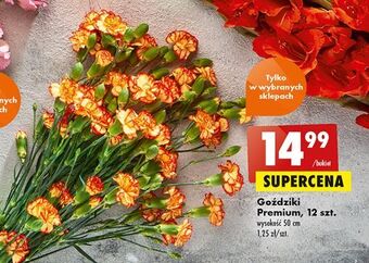Biedronka Goździki premium 50 cm oferta