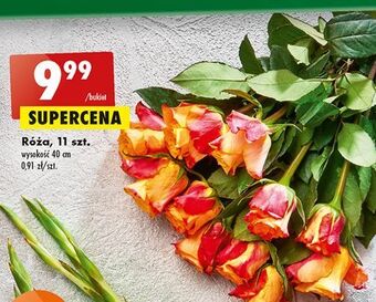 Biedronka Róża 40 cm oferta