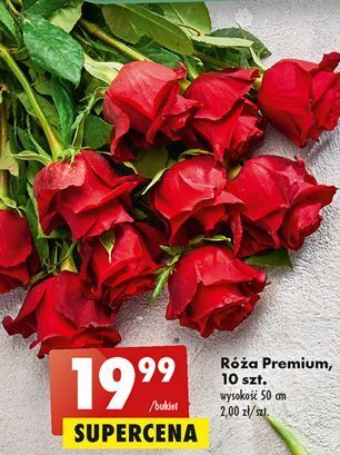 Biedronka Róże 50 cm oferta