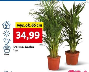 Lidl Palma areka oferta