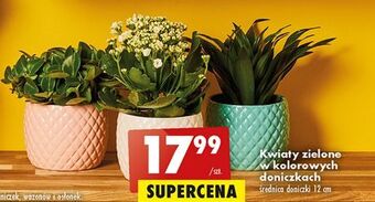 Biedronka Kwiaty zielone w kolorowych doniczkach oferta