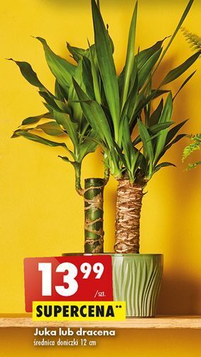 Biedronka Dracena oferta