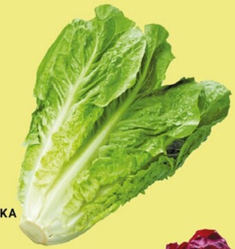 bi1 Sałata oferta