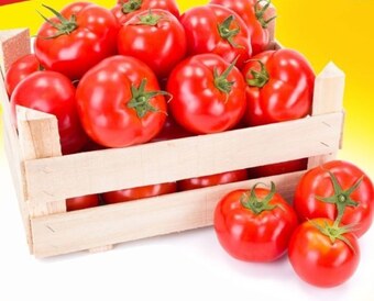 Słoneczko Pomidory oferta