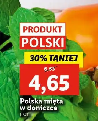 Lidl Mięta w donicze 1 SZT oferta