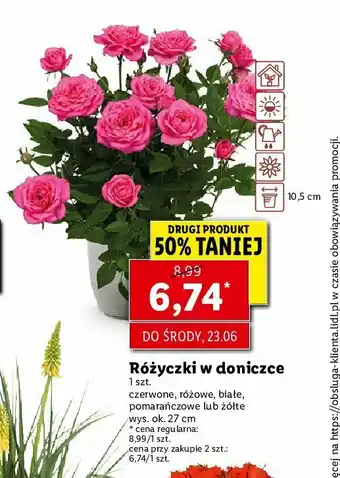 Lidl Różyczki w doniczce 10.5 cm czerwone 1 SZT oferta