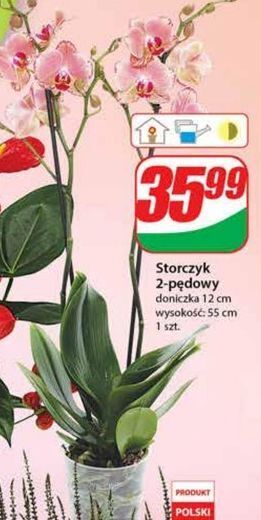 Dino Storczyk 2-pędowy oferta