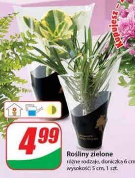 Rośliny zielone