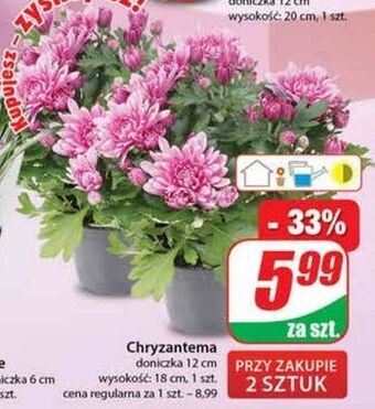 Dino Chryzantema 12 cm oferta