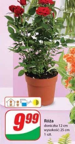 Dino Róża 12 cm oferta