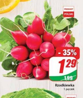 Dino Rzodkiewka oferta