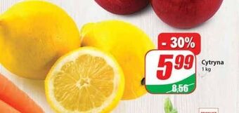 Dino Cytryny oferta