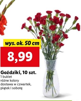 Lidl Goździki oferta