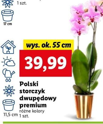 Lidl Storczyk dwupędowy premium 11.5 cm oferta