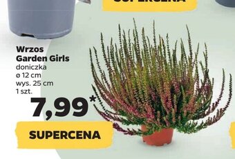 Netto Wrzos Garden Girls oferta