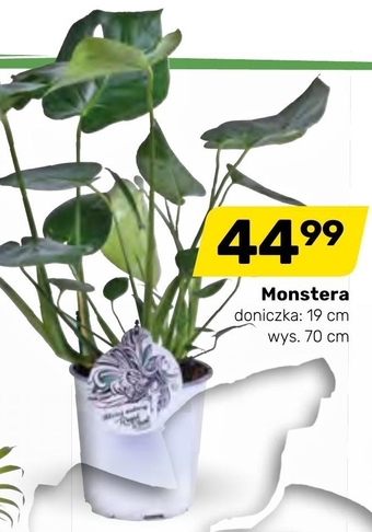 Monstera