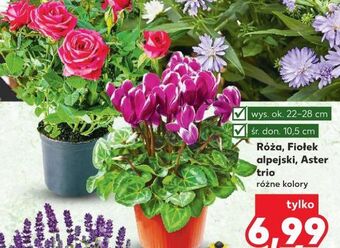 Kaufland Fiołek alpejski 10.5 cm oferta