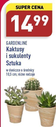Kaktus garden line