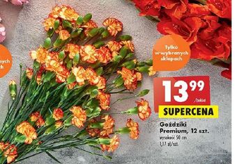 Biedronka Goździki premium 50 cm oferta