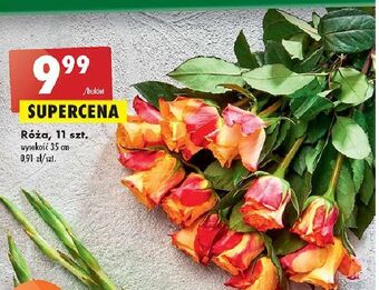 Biedronka Róża 35 cm oferta