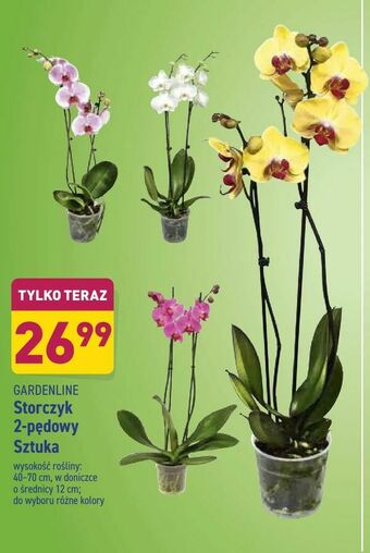 ALDI Storczyk 2-pędowy Sztuka oferta